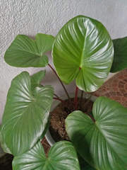 Homalomena rubescens