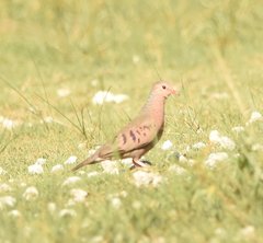 Columbina passerina image