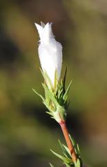 Prismatocarpus cliffortioides