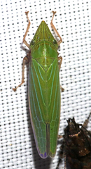 Draeculacephala robinsoni