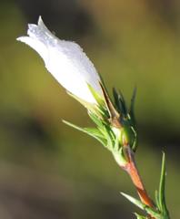 Prismatocarpus cliffortioides