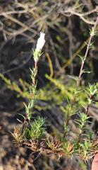 Prismatocarpus cliffortioides