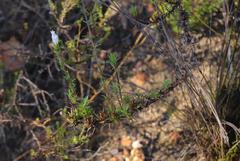 Prismatocarpus cliffortioides