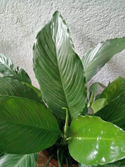 Spathiphyllum wallisii