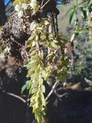 Fernandezia gracillima