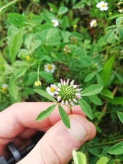 Trifolium squarrosum