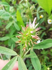 Trifolium squarrosum