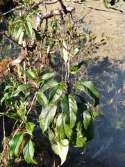 Pentacalia