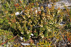Epacris alpina