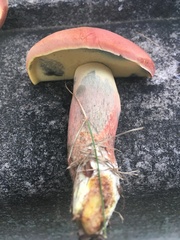 Image of Lanmaoa pseudosensibilis