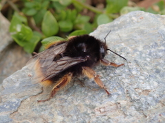 Bombus xanthopus