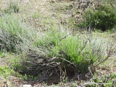 Gypsophila struthium