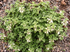 Lamium tomentosum