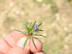 Asperula arvensis
