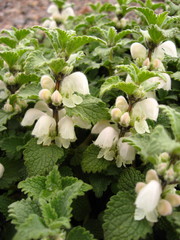 Lamium tomentosum