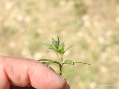 Asperula arvensis
