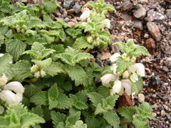 Lamium tomentosum