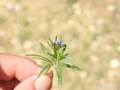 Asperula arvensis