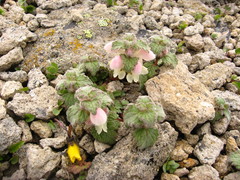 Lamium tomentosum