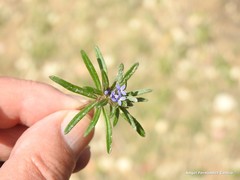 Asperula arvensis