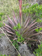 Tillandsia secunda