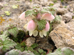 Lamium tomentosum