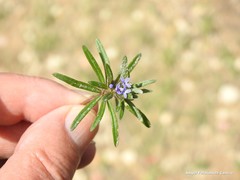 Asperula arvensis