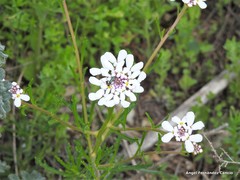 Iberis pectinata