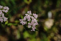 Valerianella muricata