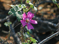 Malva assurgentiflora