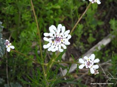 Iberis pectinata