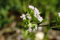 Valerianella muricata
