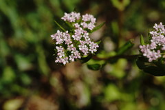 Valerianella muricata