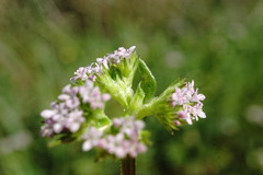 Valerianella muricata