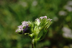 Valerianella muricata