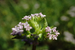 Valerianella muricata