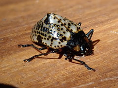 Cypherotylus annulipes
