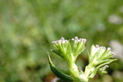 Valerianella muricata