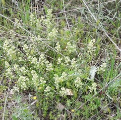 Reseda phyteuma