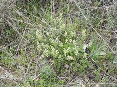Reseda phyteuma