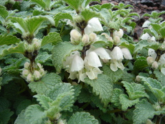 Lamium tomentosum