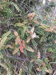 Weinmannia reticulata