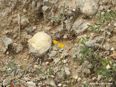 Hippocrepis ciliata