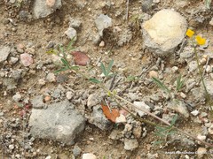 Hippocrepis ciliata