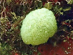 Aplidium circulatum