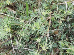 Hippocrepis ciliata