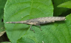 Algete brunneri
