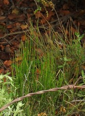 Ephedra fragilis fragilis