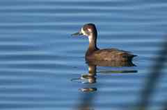 Netta erythrophthalma