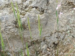 Phalaris minor
